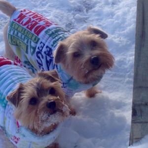 Meet your Posher, Dawn